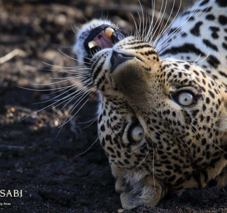 11Ally Ross 20181019Msuthlu 01 Final