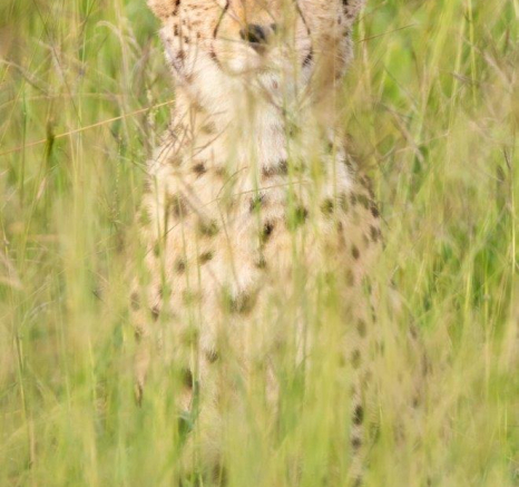 16Kevin Van Der Linde Cheetah 22032019 Final