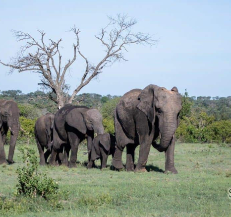28Kevin Van Der Linde Elephant 21012019 Final 28Kevin Van Der Linde Elephant 21012019 Final