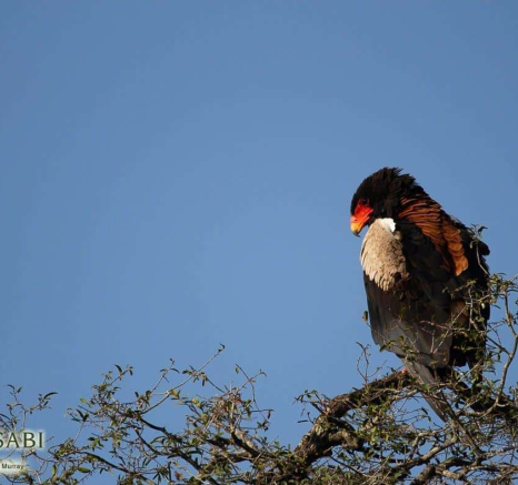 35Louise Murray Bateleur 01042019 1 Final 35Louise Murray Bateleur 01042019 1 Final