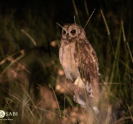 20Louise Murray Marsh Owl 2 Final 20Louise Murray Marsh Owl 2 Final