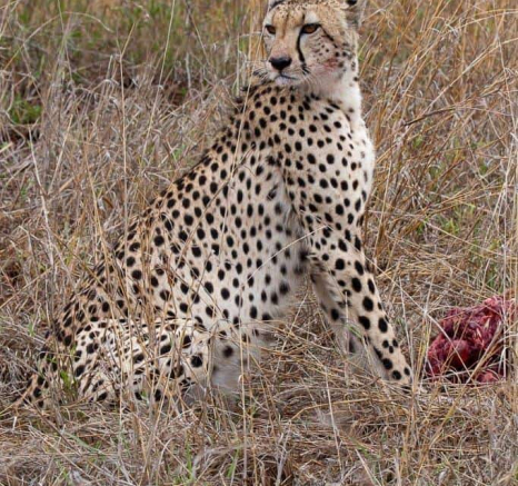 20Louise Murray Cheetah Female 19112019 1 Final 20Louise Murray Cheetah Female 19112019 1 Final