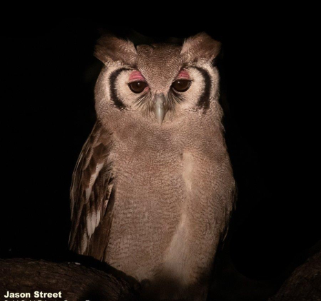 A10Jason Street Verreauxs Eagle Owl 010722. Final A10Jason Street Verreauxs Eagle Owl 010722. Final