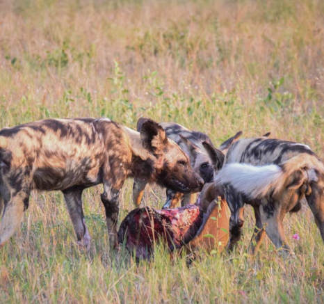Courtney Dalziel Wild Dog Kill Courtney Dalziel Wild Dog Kill