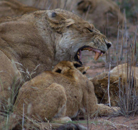 04Tayla McCurdy Hungry Cubs 8 May 16 3 Of 3 04Tayla McCurdy Hungry Cubs 8 May 16 3 Of 3