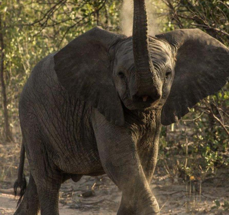 25Tayla McCurdy Ellie Calf 6May 16 1 Of 1 25Tayla McCurdy Ellie Calf 6May 16 1 Of 1