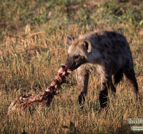 10Franscois Rosslee Hyena1 1 Of 1 Final 10Franscois Rosslee Hyena1 1 Of 1 Final
