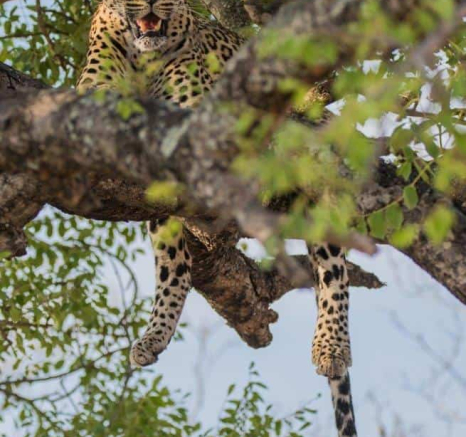 35Kevan Dobbie Msuthlu Female 271218 Final