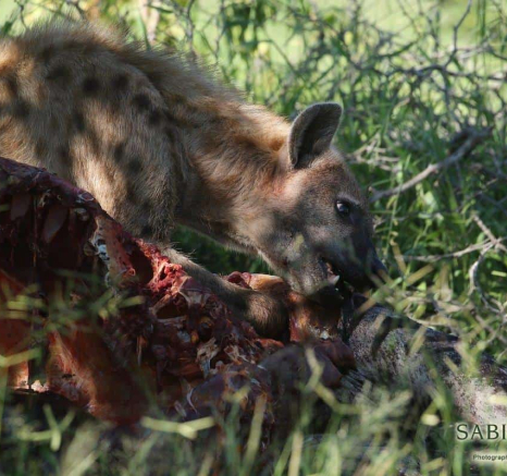 29Steff McWilliam Hyena 19022019 2 Final 29Steff McWilliam Hyena 19022019 2 Final