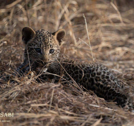 04ShaunJenkinson Kigelia 25 07 19 1 Final 04ShaunJenkinson Kigelia 25 07 19 1 Final