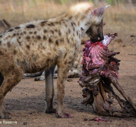 47Ronald Mutero Hyeana 02102019 8 Final 47Ronald Mutero Hyeana 02102019 8 Final