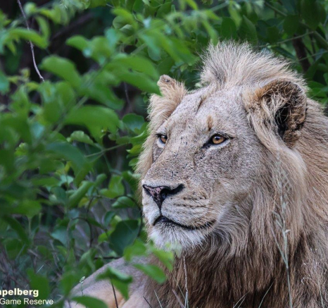 A43Coenraad Stapelberg Male Lions 041222 1 Final