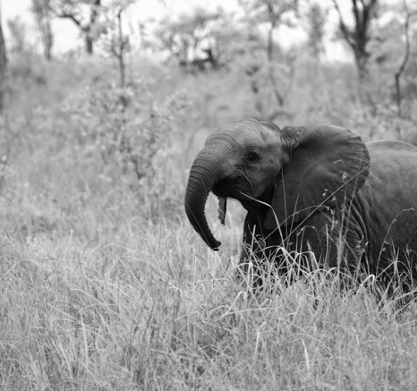 Luxury Safari 7 Luxury Safari 7