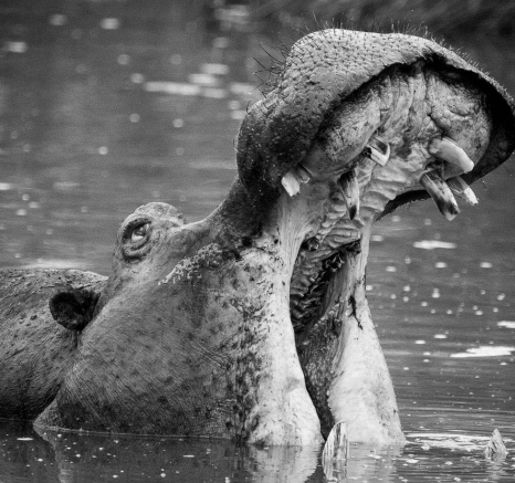 18Sheldon Hooper Hippo Yawn 2 18Sheldon Hooper Hippo Yawn 2