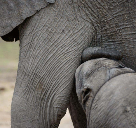 16Mike Palmer Ellies 020816 3 16Mike Palmer Ellies 020816 3