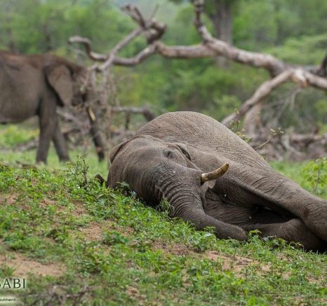 17Kyle Elephants Climb 15 Dec Final 17Kyle Elephants Climb 15 Dec Final