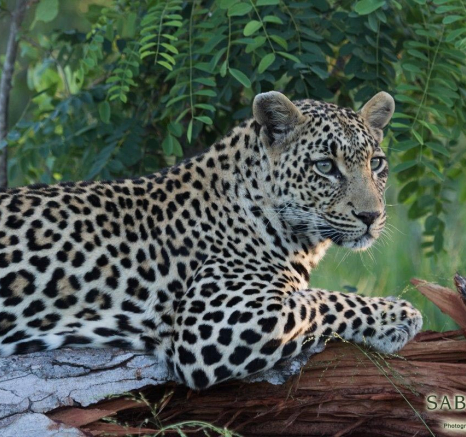 23Kevan Dobbie Leopard 3 Tat Final 23Kevan Dobbie Leopard 3 Tat Final