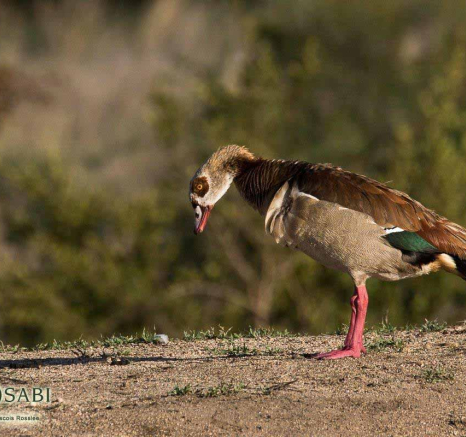 11Franscois Rosslee Geese 1 Of 1 Final 11Franscois Rosslee Geese 1 Of 1 Final