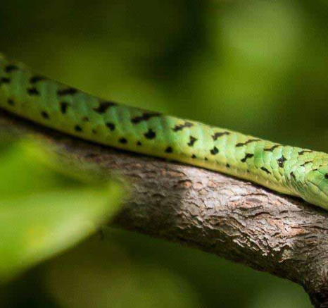 45Kevan Dobbie Spotted Bush Snake 190418 Final 45Kevan Dobbie Spotted Bush Snake 190418 Final