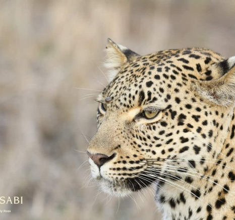 08Ally Ross 20183011 Kigelia 01 Final