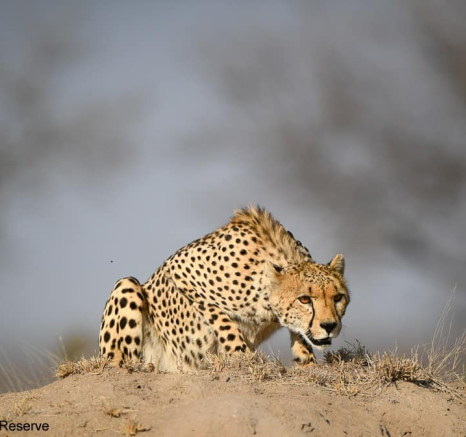 39Ally Ross 20200824 Cheetah Male 01 Final 39Ally Ross 20200824 Cheetah Male 01 Final