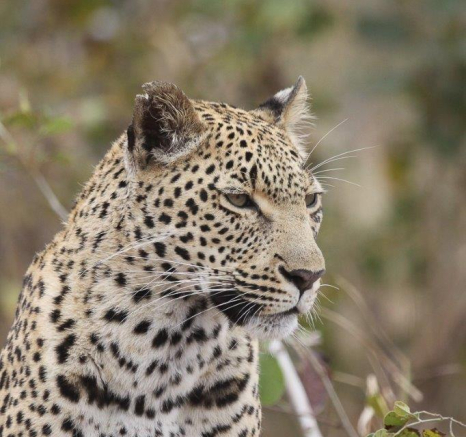 17Erin Herbst Kigelia 4 150721 Final