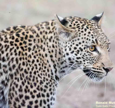 A10ronald Mutero Keegelia And Cub 16122022 5 Final