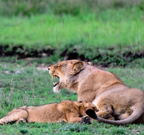 Luxury Safari 16 Luxury Safari 16