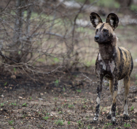 Mike Palmer Wild Dogs 4