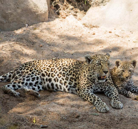 Nottins And Cub 03 Nottins And Cub 03