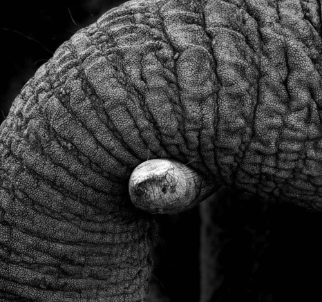 03Mike L Elephant Play