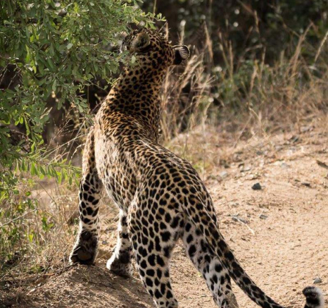 15Sheldon Hooper Hlarulini 3 15Sheldon Hooper Hlarulini 3