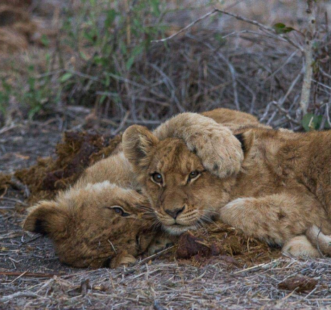16Franscois Rosslee Lioncub 1 Of 1 16Franscois Rosslee Lioncub 1 Of 1