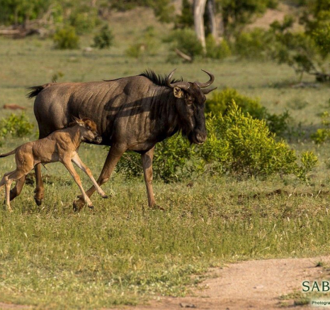 11Kyle 24 Dec Gnu New Baby Final 11Kyle 24 Dec Gnu New Baby Final