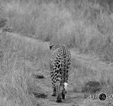 13Greg Heasman Young Male Leopard White Dami 02 11 17 4 Final 13Greg Heasman Young Male Leopard White Dami 02 11 17 4 Final