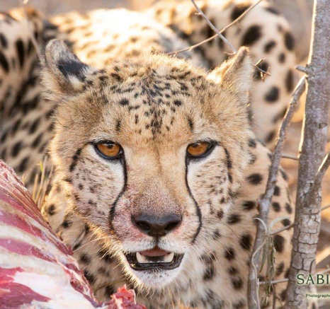 03Frederik Aucamp Cheetah 31 10 2018 2 Final 03Frederik Aucamp Cheetah 31 10 2018 2 Final