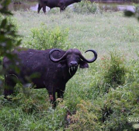 04Maryke Nel Buffalo 27012019 1 Final 04Maryke Nel Buffalo 27012019 1 Final