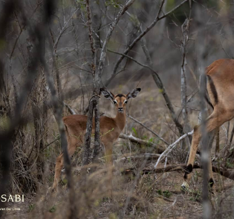 04Kevin Van Der Linde Baby Impala 12112018 2 Final