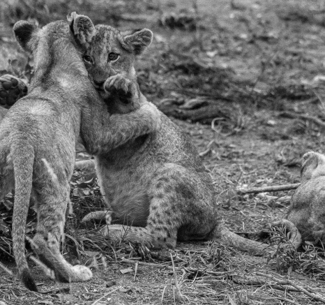 26Tayla McCurdy SP Lions On Buff 26 April 16 3 26Tayla McCurdy SP Lions On Buff 26 April 16 3