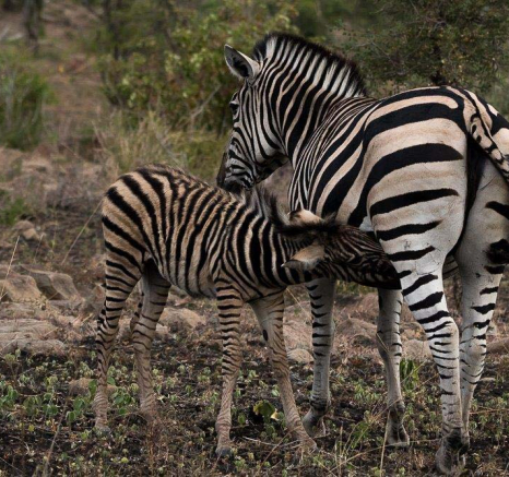 09Sheldon Hooper Zebra 5 09Sheldon Hooper Zebra 5