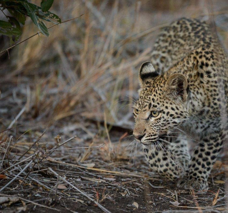 17Mike Palmer LB Cub 140716 1