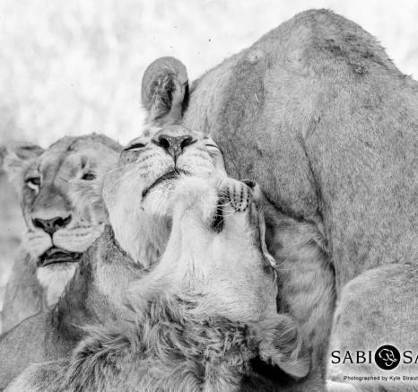 17Kyle 16 Aug Lion Hunt 13 Final 17Kyle 16 Aug Lion Hunt 13 Final