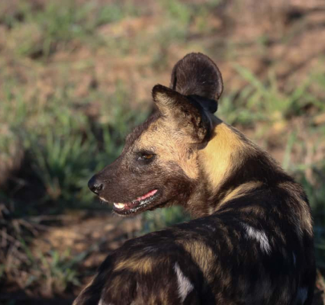 8 Louise Murray Wild Dogs 05012019 8 Louise Murray Wild Dogs 05012019