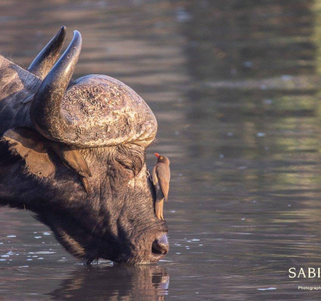 07Frederik Aucamp Cape Buffalo 10 07 2019 2 Final