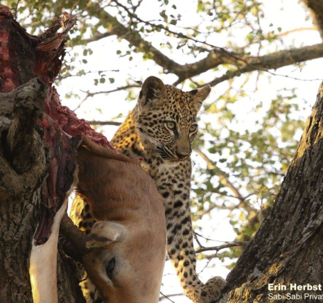 16Erin Herbst Ntsumi Cub 5 170521 Final