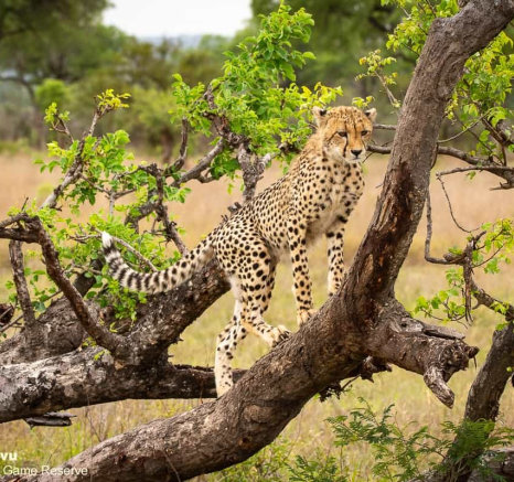 05andries Cheetah.blog 221120 5 Final 05andries Cheetah.blog 221120 5 Final