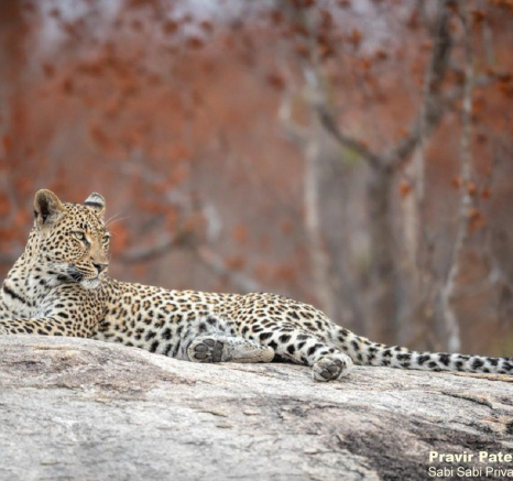 A27PravirPatel Leopard Golonyi Final A27PravirPatel Leopard Golonyi Final