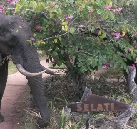 10351470 737824696265184 8078379998336850072 N