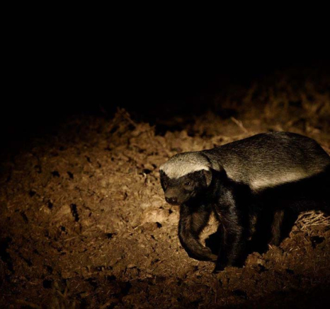 18Mike Palmer Honey Badger 18Mike Palmer Honey Badger