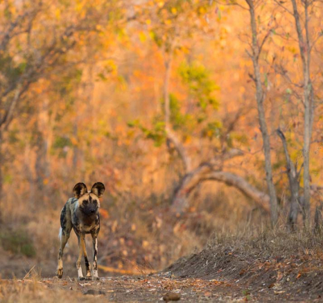 05Pravir Patel Wild Dog 02 05Pravir Patel Wild Dog 02